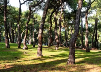 Büyükada Dilburnu Piknik Alanı - Ulaşım ve Giriş Ücreti