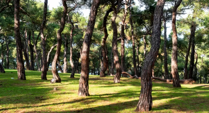 Büyükada Dilburnu Piknik Alanı - Ulaşım ve Giriş Ücreti